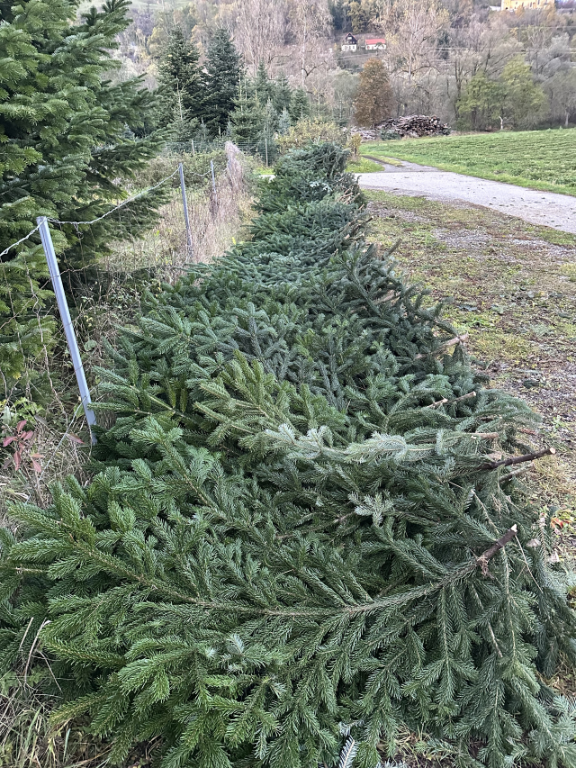 1 Bund Tannenreisig