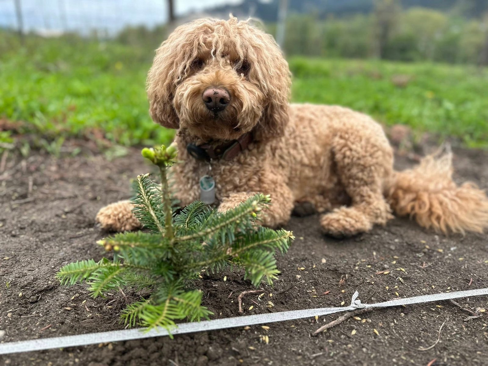 Bauer im Garten